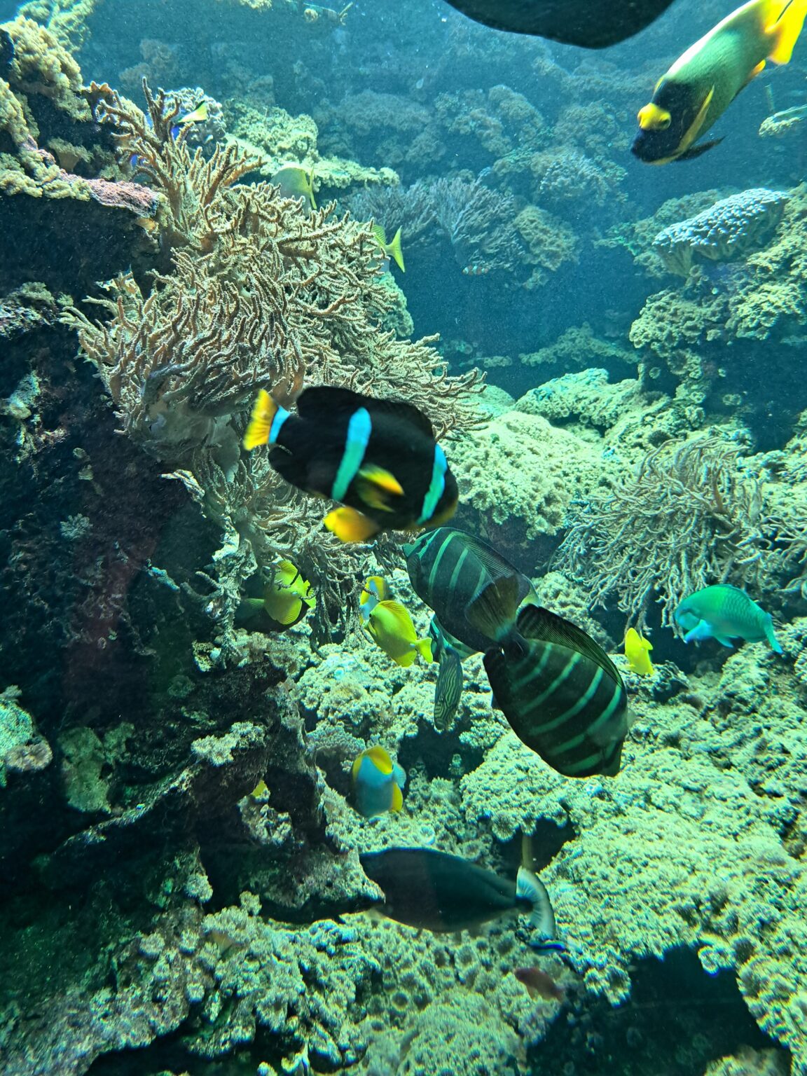 Pesti la Acvariul din Viena