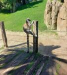 Lemur in Bioparc Valencia Spania