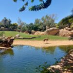 Bioparcul din Valencia Spania