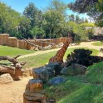 Bioparcul din Valencia Spania