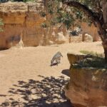 Bioparcul din Valencia Spania