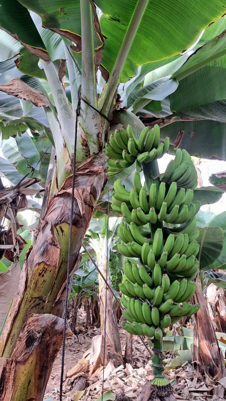 Bananier Tenerife