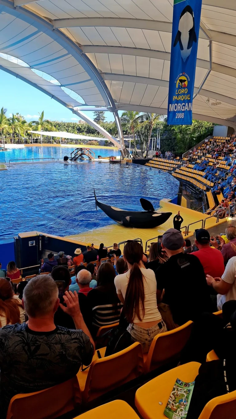 Loro Park Orcas