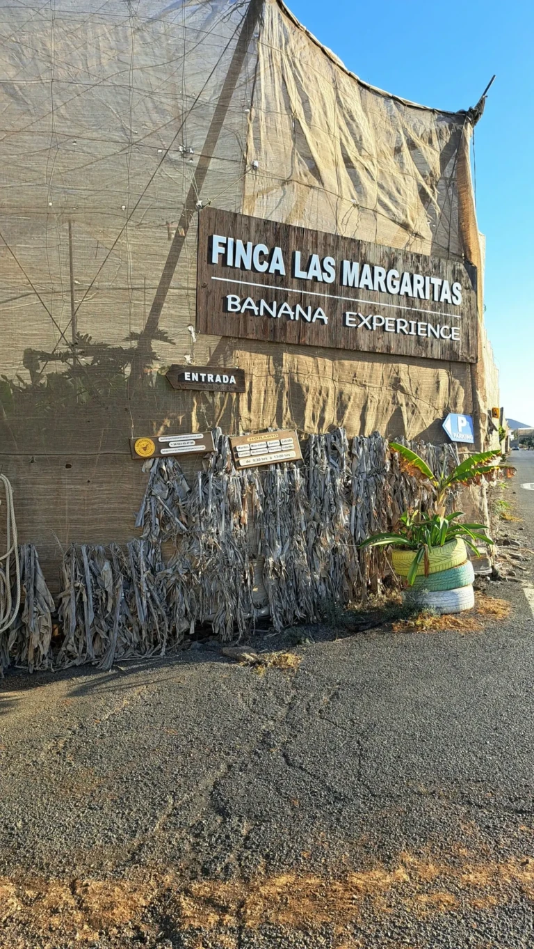 Plantatie Bananieri Tenerife