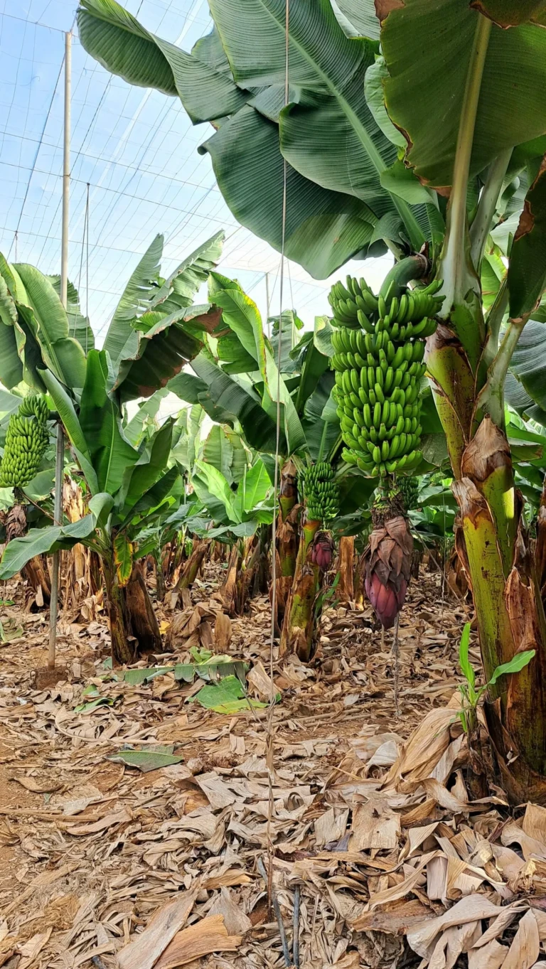 Plantatie Finca Las Margaritas Tenerife