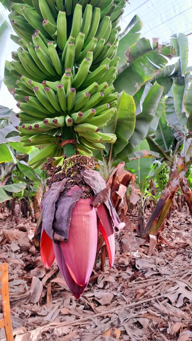 Plantatii Bananieri Tenerife